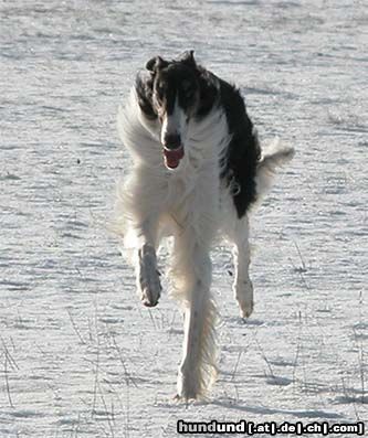 Barsoi Hunde Foto 9903 Barsoi Ischyma Carat