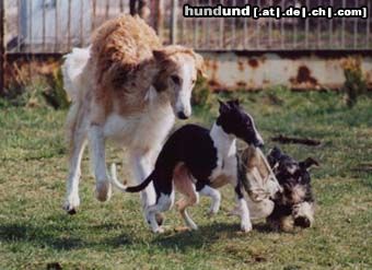 Barsoi Hunde Foto 8903 Barsoi Fun