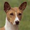 Basenji, Basendschi, Congo Dog