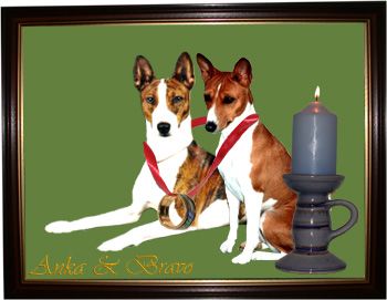 Basenji Hunde Foto 2585 Basenji Anka und Bravo