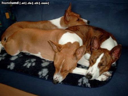 Basenji Hunde Foto 22595 Basenji Nun sind wir am schlafen