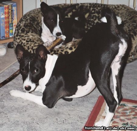 Basenji Hunde Foto 5261 Basenji Komm spiel mit mir