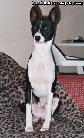 Basenji Hunde Foto 5846 Basenji Goyo 9 Monate alt