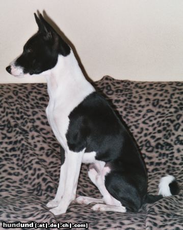 Basenji Hunde Foto 5847 Basenji Goyo 9 Monate alt