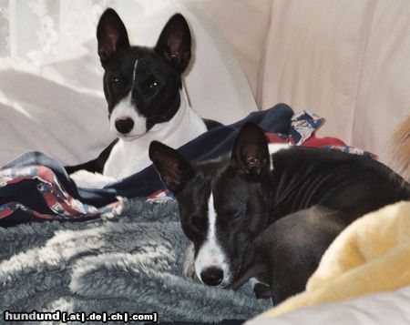 Basenji Hunde Foto 5262 Basenji Goyo & Eddy