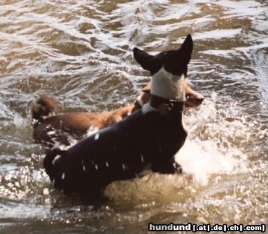 Basenji Hunde Foto 5263 Basenji Vonwegen Wasserscheu !!!!!!!!!!!