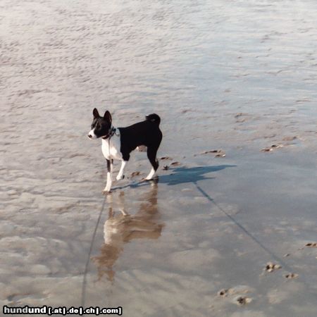 Basenji Hunde Foto 5849 Basenji Goyo und die Nordsee