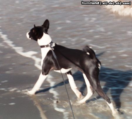 Basenji Hunde Foto 5848 Basenji Goyo und die Nordsee