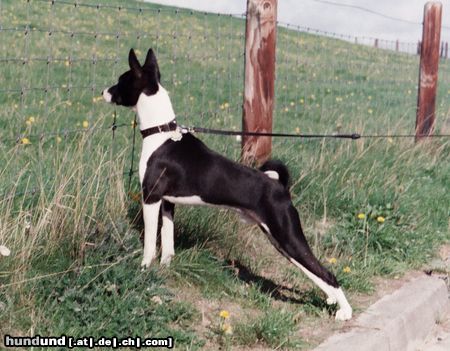 Basenji Hunde Foto 5850 Basenji Wo sind die Schafe?