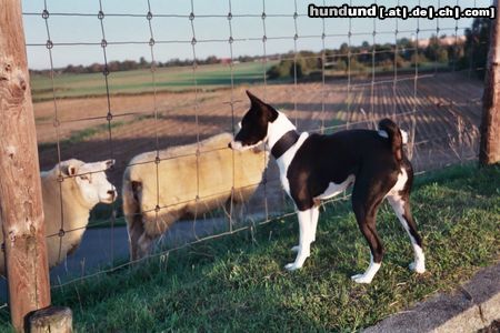 Basenji Hunde Foto 5851 Basenji Da sind sie ja.