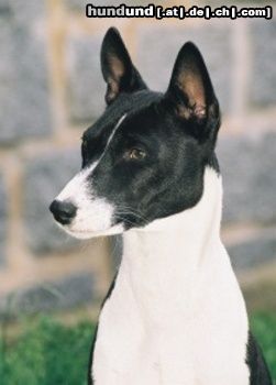 Basenji Hunde Foto 24367 in höherer Auflösung ansehen Basenji Goyo - Kopfstudie