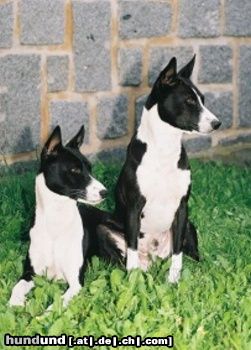 Basenji Hunde Foto 24368 in höherer Auflösung ansehen Basenji Goyo & Eddy