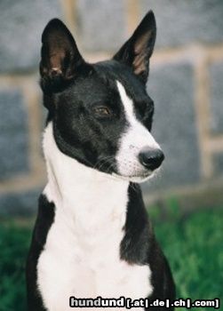 Basenji Hunde Foto 24366 in höherer Auflösung ansehen Basenji Eddy - Kopfstudie