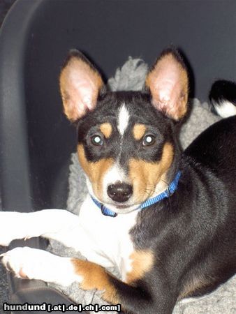 Basenji Hunde Foto 18830 Basenji 10 Wochen alt