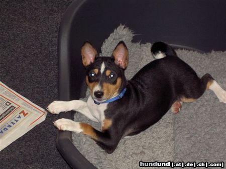 Basenji Hunde Foto 18411 Basenji