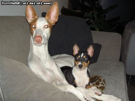 Basenji Hunde Foto 18465 Basenji Dicke Freunde