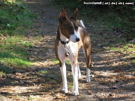 Basenji Hunde Foto 16651 in höherer Auflösung ansehen Basenji Serangeti Rock On To Kokojambo