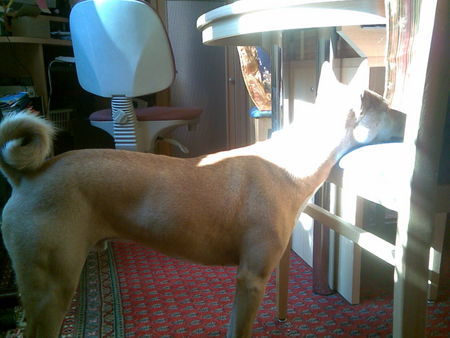Basenji Hunde Foto 39878 Basenji Jami, der Sonnenanbeter =)
