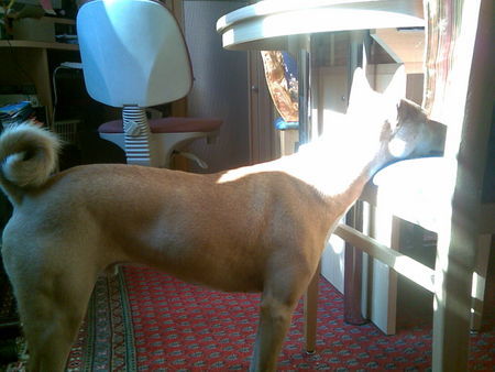 Basenji Jami, der Sonnenanbeter =)