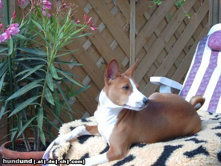Basenji Hunde Foto 4591 Basenji Chinua
