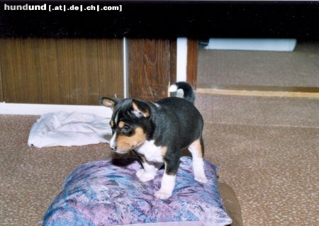 Basenji Hunde Foto 20614 Basenji Arina erkundet die Umgebung auf noch ziemlich wackeligen Beinchen