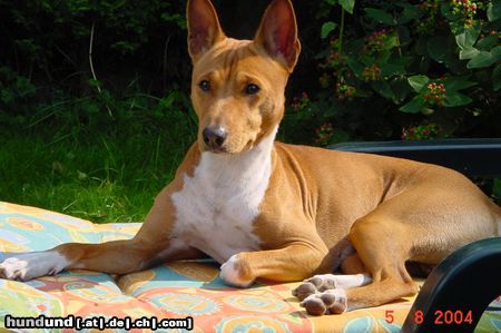 Basenji Hunde Foto 13976 Basenji Jami