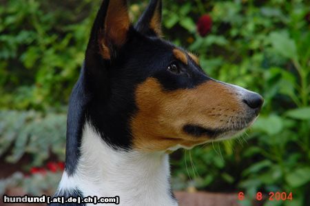 Basenji Hunde Foto 13977 Basenji Arina