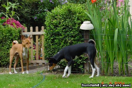 Basenji Hunde Foto 13973 Basenji Jami und Arina im Garten