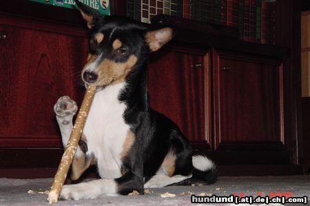 Basenji Hunde Foto 20486 Basenji Arina, die Flötenspielerin