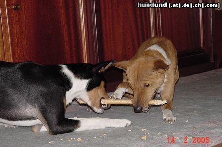 Basenji Hunde Foto 20487 Basenji Gemeinsam schaffen wir jeden Zaun...