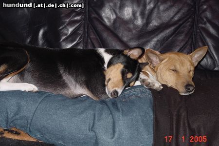 Basenji Hunde Foto 20267 Basenji auf Herrchen ist es doch am gemütlichsten