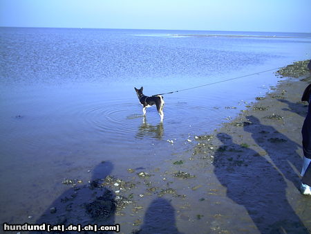 Basenji Hunde Foto 25843 Basenji Arina unser Seehund in der Nordsee