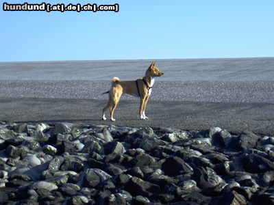 Basenji Hunde Foto 25874 in höherer Auflösung ansehen Basenji Ich will nicht so wie Herrchen will !!!