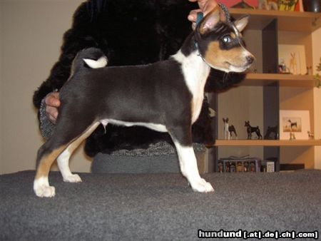 Basenji Hunde Foto 18371 Basenji Bizayo Bashiri van Oxymoron - unser neues Familienmitglied