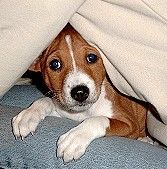 Basenji Hunde Foto 2587 Basenji Unser Puppy aus dem A-Wurf