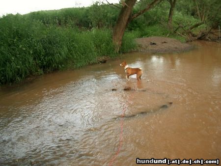 Basenji Hunde Foto 4386 Basenji Abuu Ade liebt Wasser,ganz was besonderes bei Basenjis