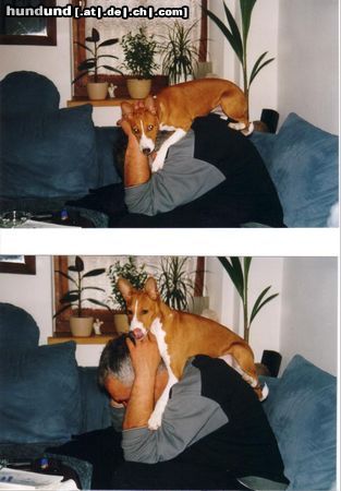 Basenji Hunde Foto 4416 Basenji Adanna macht Herrchen schön,jetzt liegen die Haare