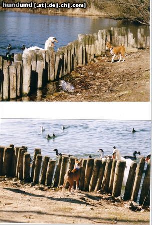 Basenji Hunde Foto 4053 Basenji African Rainbow`s Adanna Ada,Ohne Worte!!!