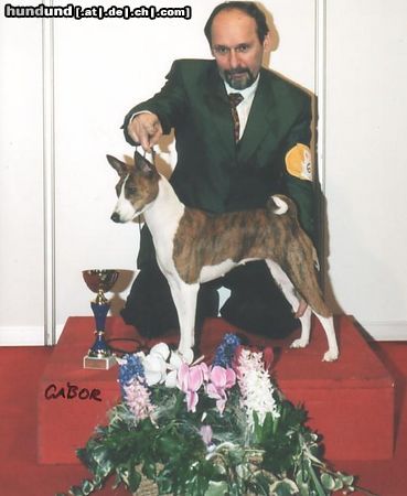 Basenji Hunde Foto 22530 Basenji African Rainbow´s Abayomi Azana