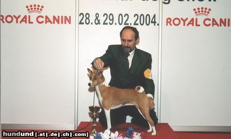 Basenji Hunde Foto 22531 Basenji Movie Star, Best in Show Croazien