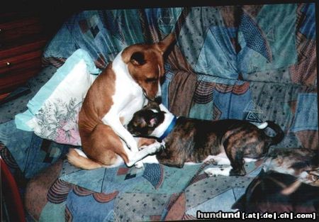 Basenji Hunde Foto 4388 Basenji Asabi +Anka sind ein Herz + eine Sehle,Asabi ist in einer sehr guten Familie untergekommen,sie werden geliebt wie eigene Kinder