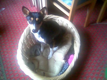 Basenji Hunde Foto 39879 in höherer Auflösung ansehen Basenji Arina im Körbchen
