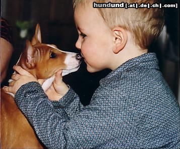 Basenji Hunde Foto 4313 Basenji Afrikan Rainbow`s Asali Ashai in Ihrem neuen Heim