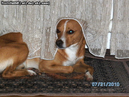 Basenji unser Leon 