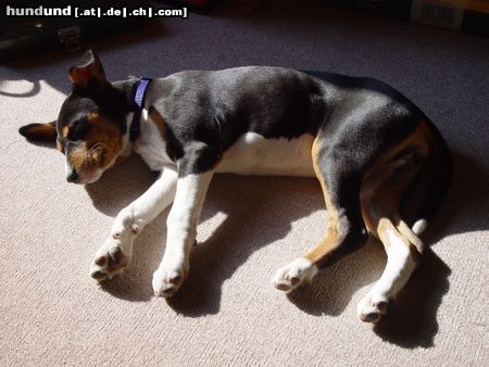 Basenji Hunde Foto 24923 in höherer Auflösung ansehen Basenji Welpe, ca 4 Monate alt