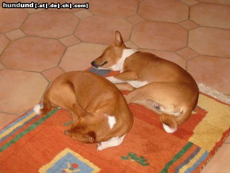 Basenji Hunde Foto 7093 Basenji Bendera & Bushuti