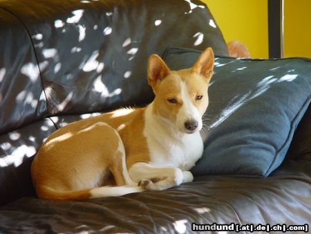 Basenji Hunde Foto 24660 in höherer Auflösung ansehen Basenji der Lieblingsplatz
