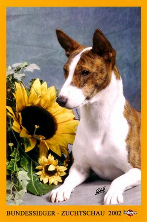 Basenji Bundessieger 2002 Escapades Bravo Out of Africa