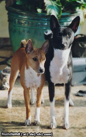 Basenji Cami und Aragorn werden bald Eltern :0)