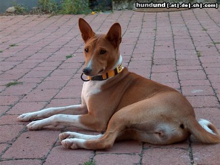 Basenji Hunde Foto 23728 in höherer Auflösung ansehen Basenji Old Legend´s Anima (Cleo)